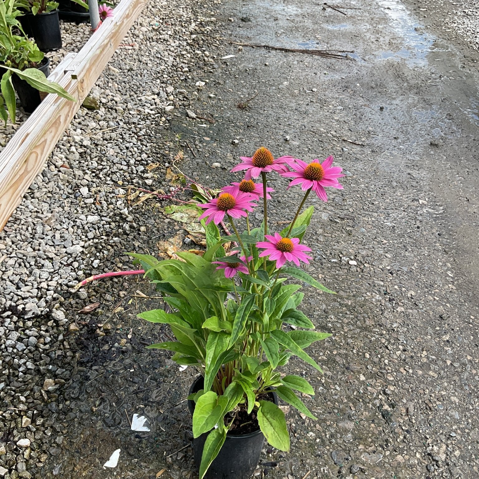 PowWow Wild Berry Coneflower in a #1 black nursery pot with vivid pink blooms and orange-brown centers on gravel.
