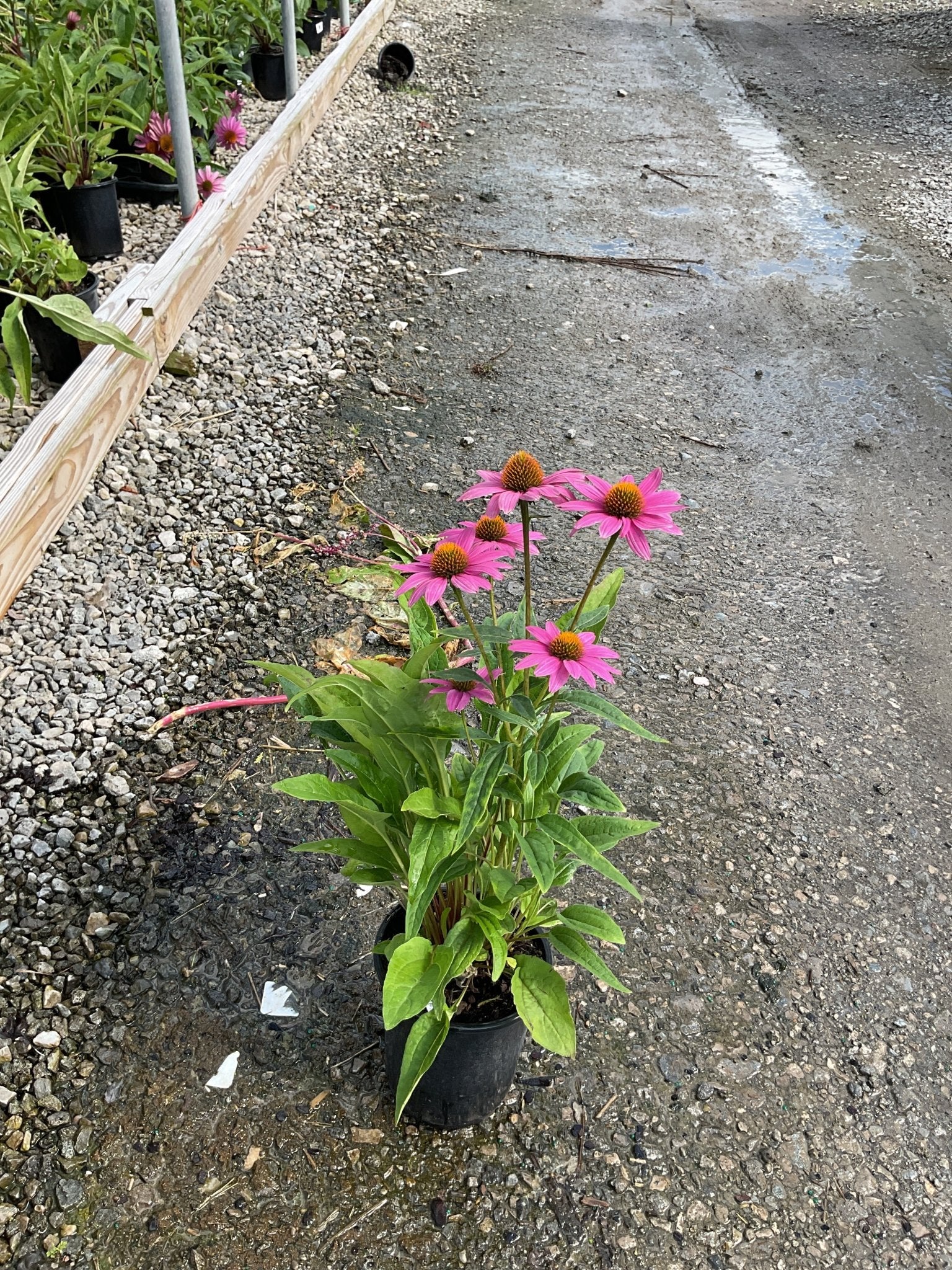 PowWow Wild Berry Coneflower in a #1 black nursery pot with vivid pink blooms and orange-brown centers on gravel.