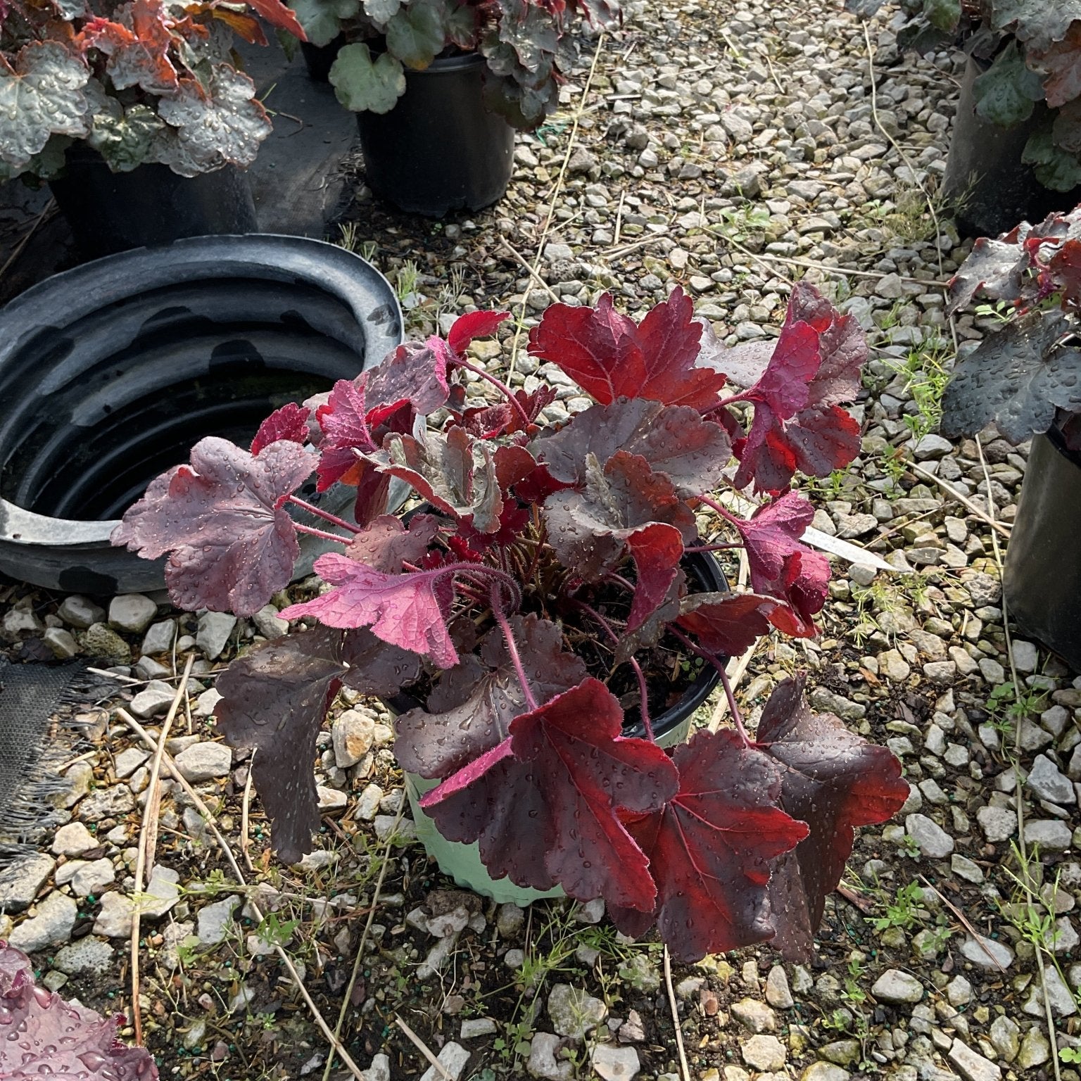 Northern Exposure Black Coral Bells Heuchera in a container displaying deep burgundy and red lobed foliage with water droplets.