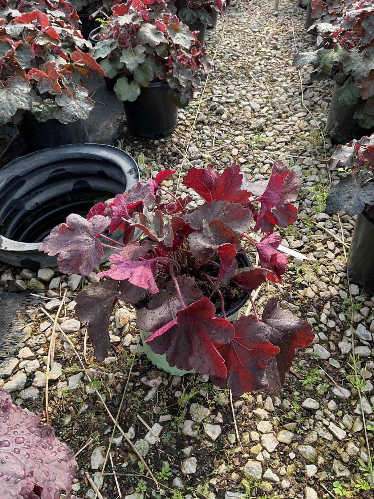 Northern Exposure Black Coral Bells Heuchera in a container displaying deep burgundy and red lobed foliage with water droplets.