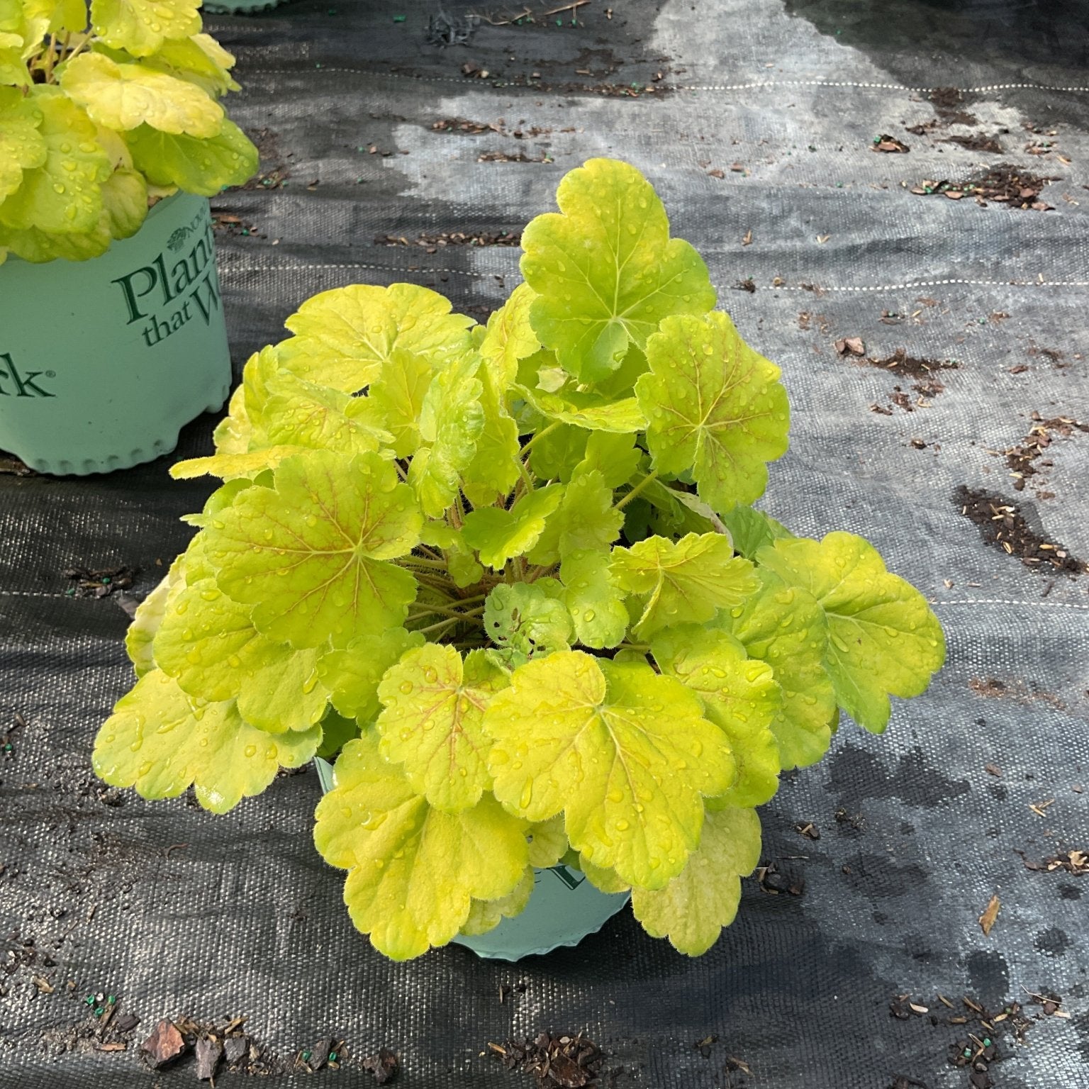 Northern Exposure Sienna Coral Bells with bright chartreuse foliage beaded with raindrops in a nursery container.