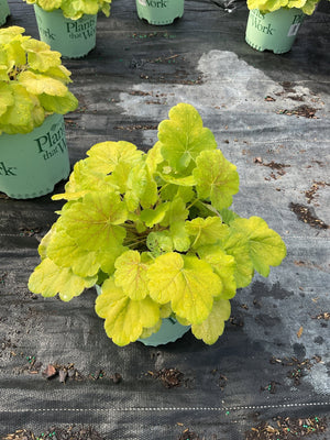Northern Exposure Sienna Coral Bells with bright chartreuse foliage beaded with raindrops in a nursery container.