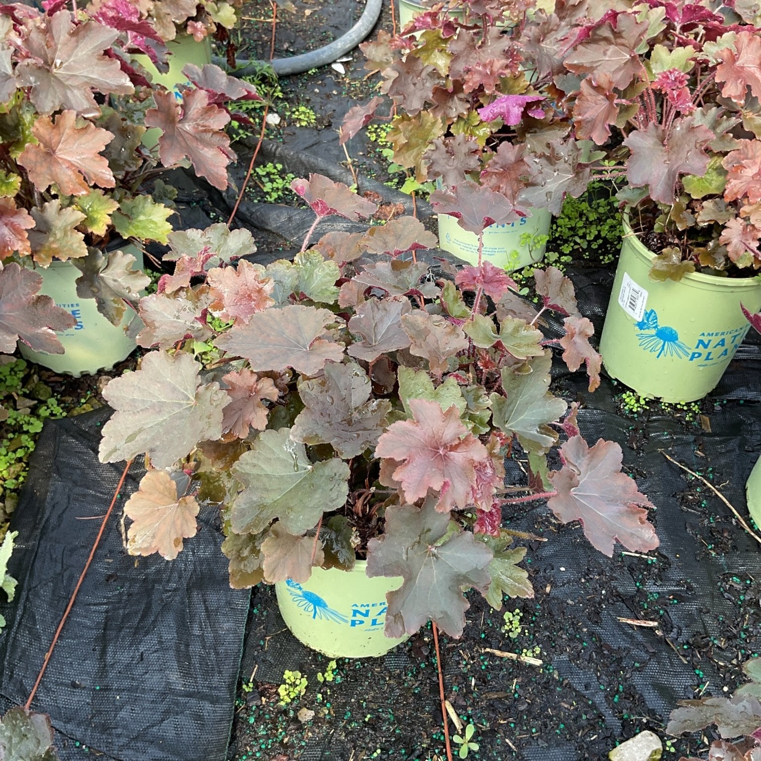 Bronze Wave Coral Bells in lime green nursery containers showing ruffled burgundy and bronze foliage at a garden center.