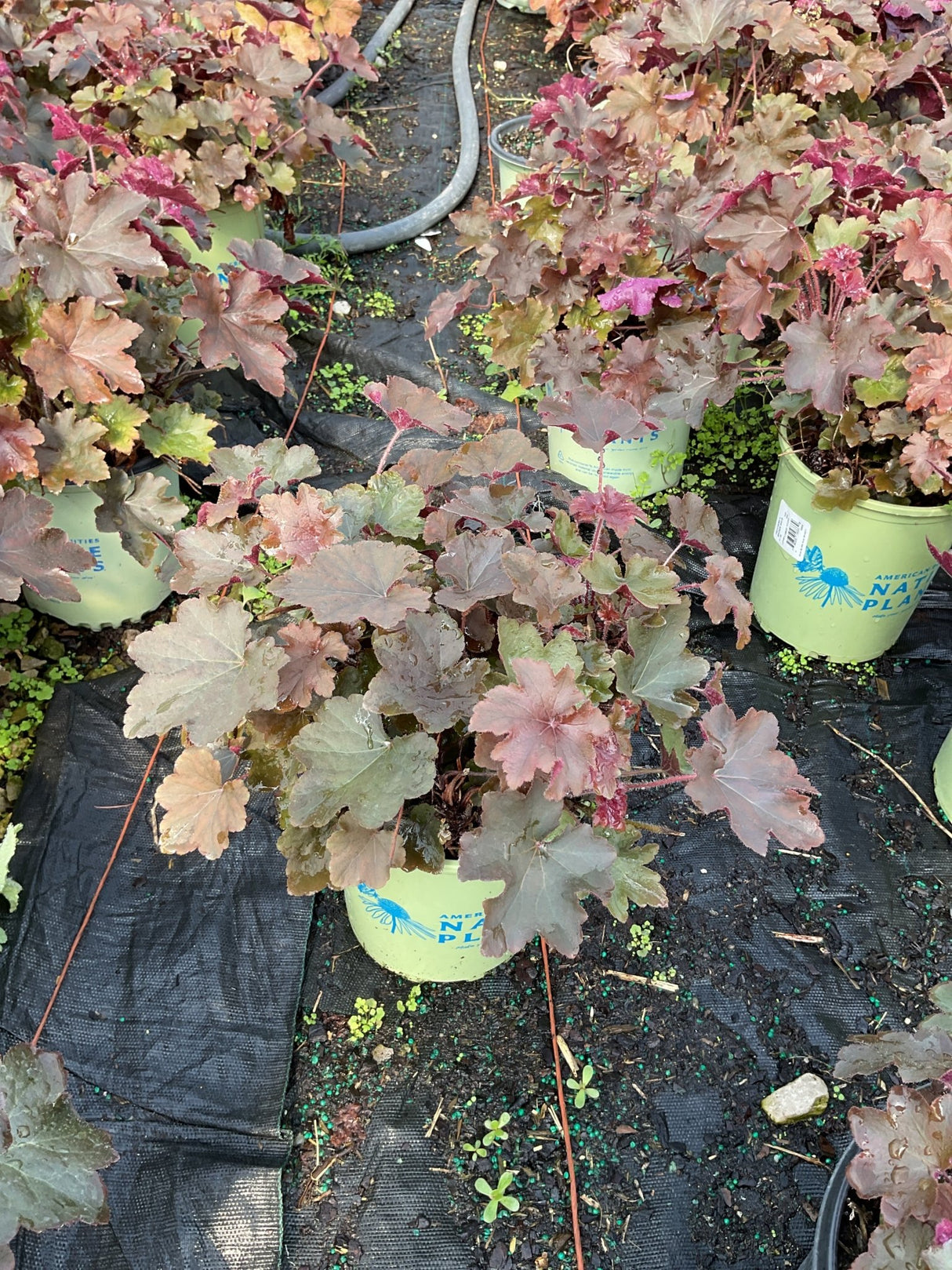 Bronze Wave Coral Bells in lime green nursery containers showing ruffled burgundy and bronze foliage at a garden center.