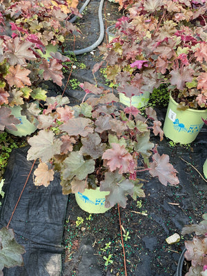 Bronze Wave Coral Bells in lime green nursery containers showing ruffled burgundy and bronze foliage at a garden center.