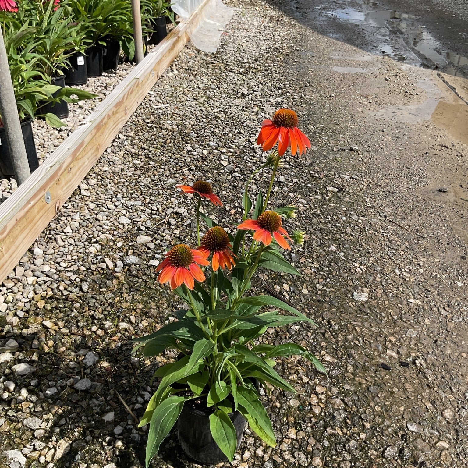 Artisan Soft Orange Coneflower in a black nursery container displaying vibrant orange blooms with raised brown centers at a garden center.