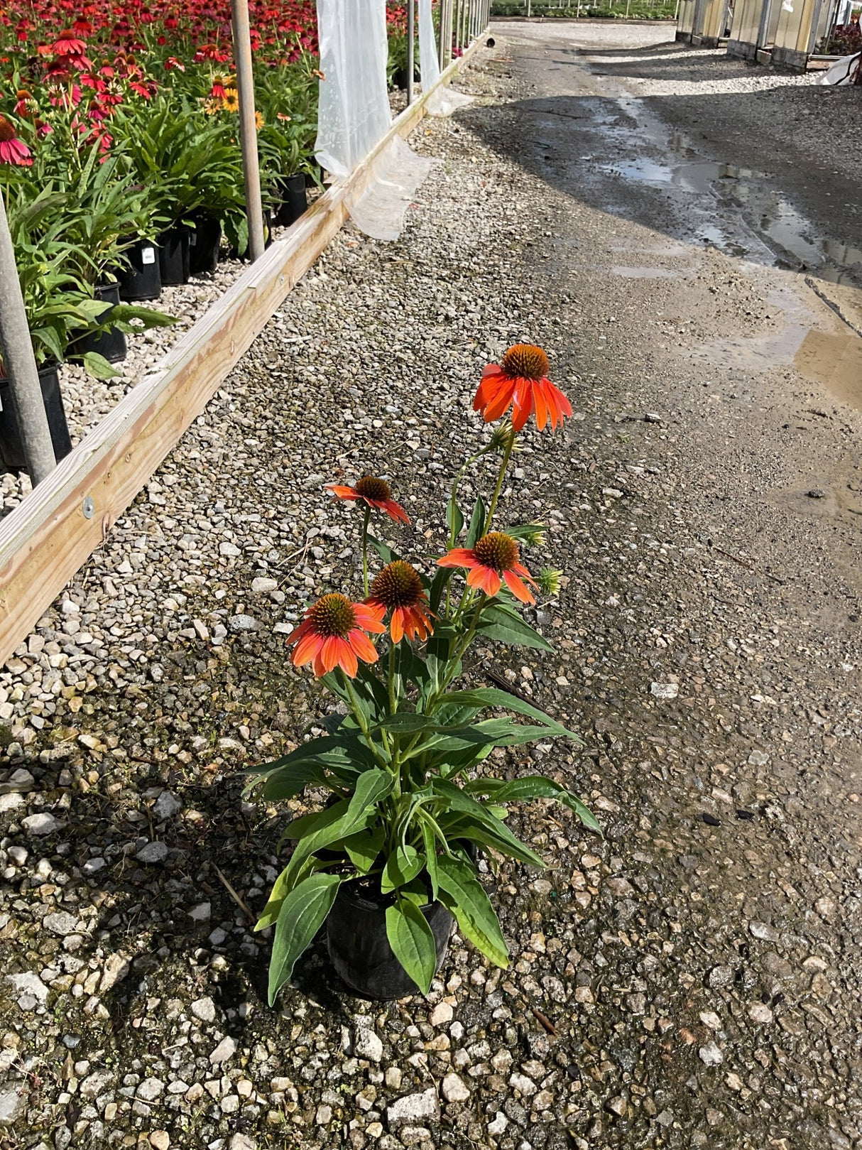 Artisan Soft Orange Coneflower in a black nursery container displaying vibrant orange blooms with raised brown centers at a garden center.