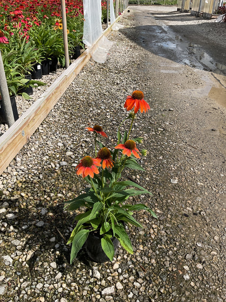Artisan Soft Orange Coneflower in a black nursery container displaying vibrant orange blooms with raised brown centers at a garden center.