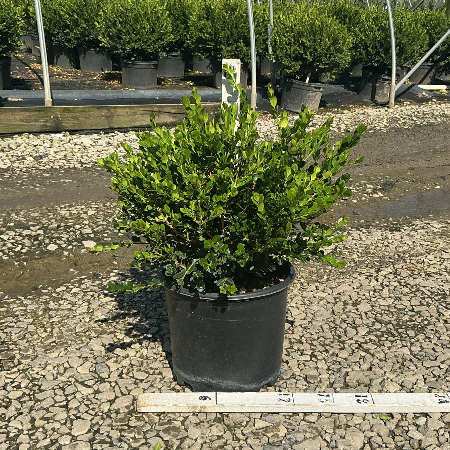 Winter Gem Boxwood in a #3 nursery container, showing dense, glossy green foliage at a growing facility.