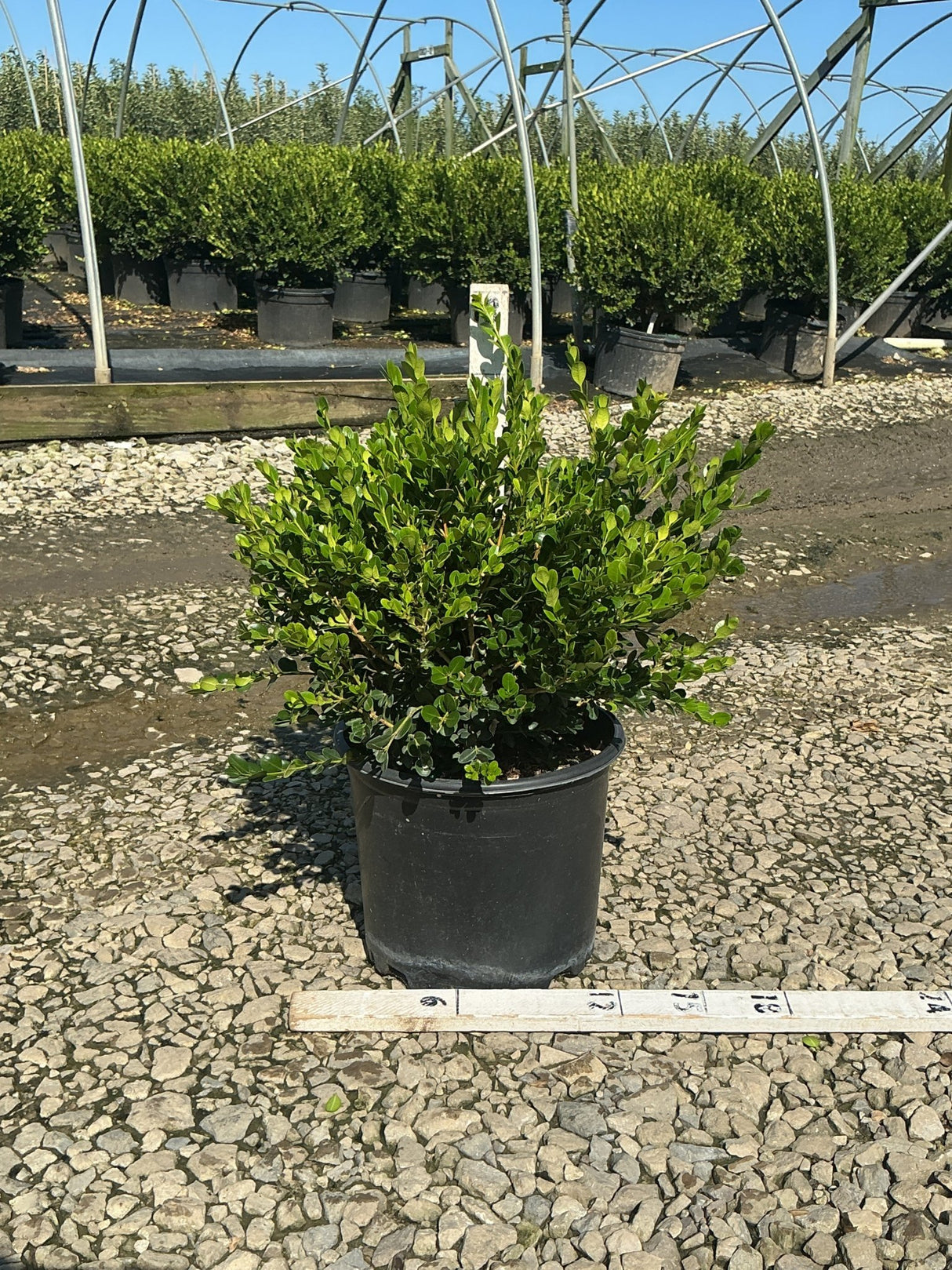 Winter Gem Boxwood in a #3 nursery container, showing dense, glossy green foliage at a growing facility.