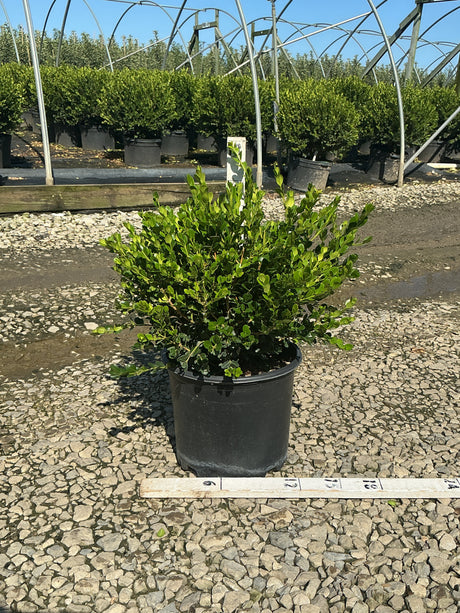 Winter Gem Boxwood in a #3 nursery container, showing dense, glossy green foliage at a growing facility.