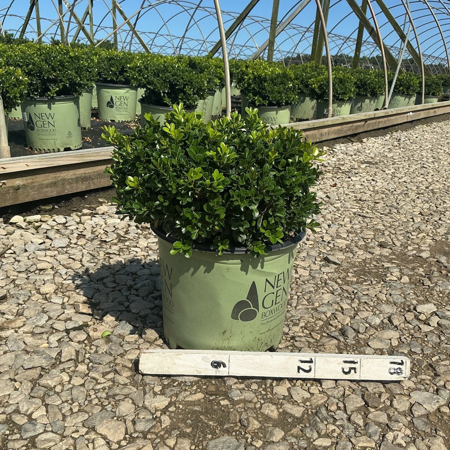 NewGen Independence Boxwood in a #3 container at a nursery, showing dense rounded green foliage with a measurement stick.