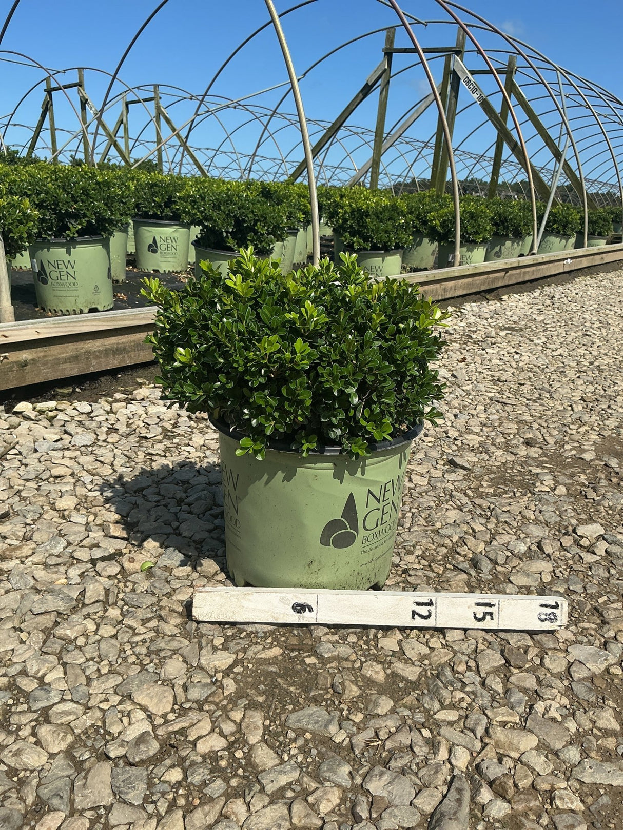 NewGen Independence Boxwood in a #3 container at a nursery, showing dense rounded green foliage with a measurement stick.
