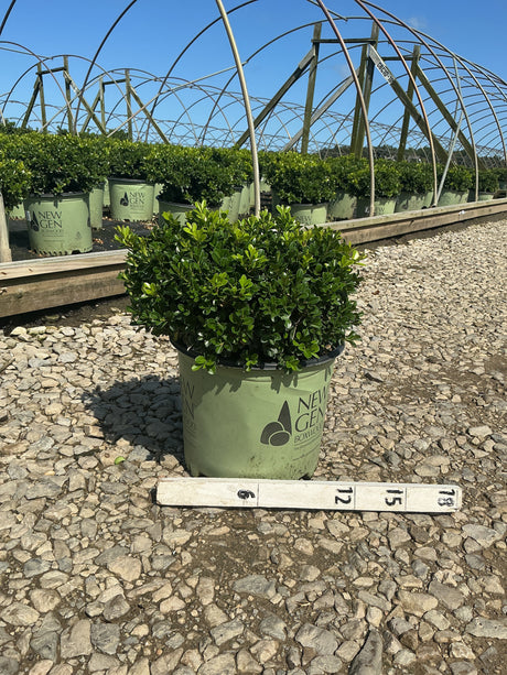 NewGen Independence Boxwood in a #3 container at a nursery, showing dense rounded green foliage with a measurement stick.