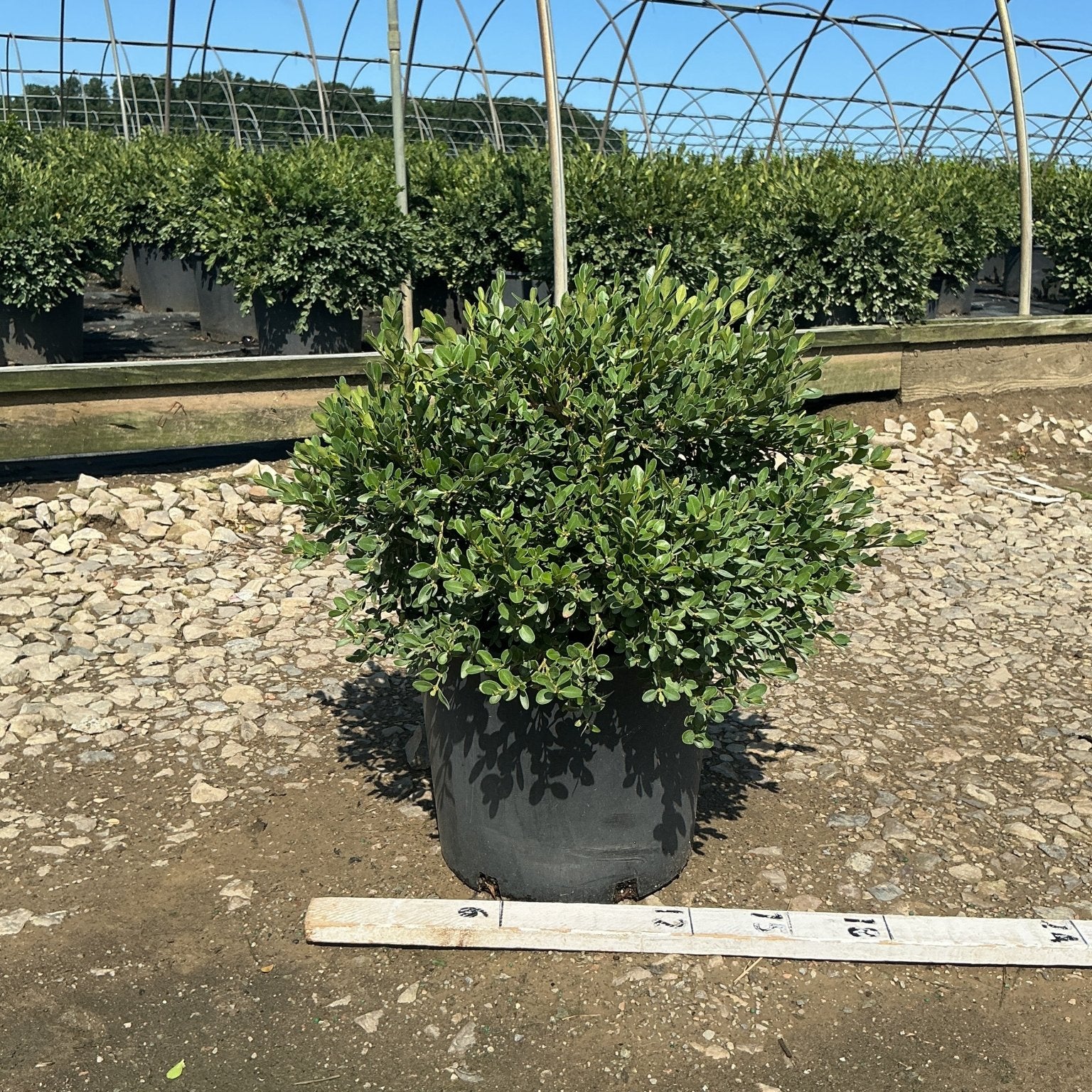 Flat-tery Boxwood shrub in a #3 container at a nursery, showing dense green foliage with a mounding habit.
