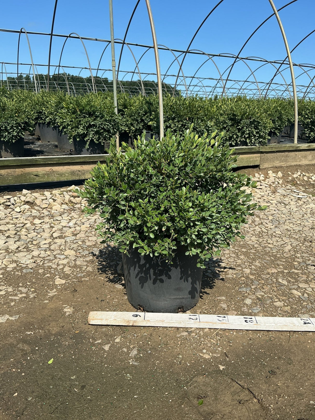 Flat-tery Boxwood shrub in a #3 container at a nursery, showing dense green foliage with a mounding habit.