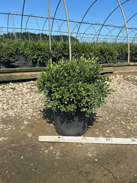 Flat-tery Boxwood shrub in a #3 container at a nursery, showing dense green foliage with a mounding habit.