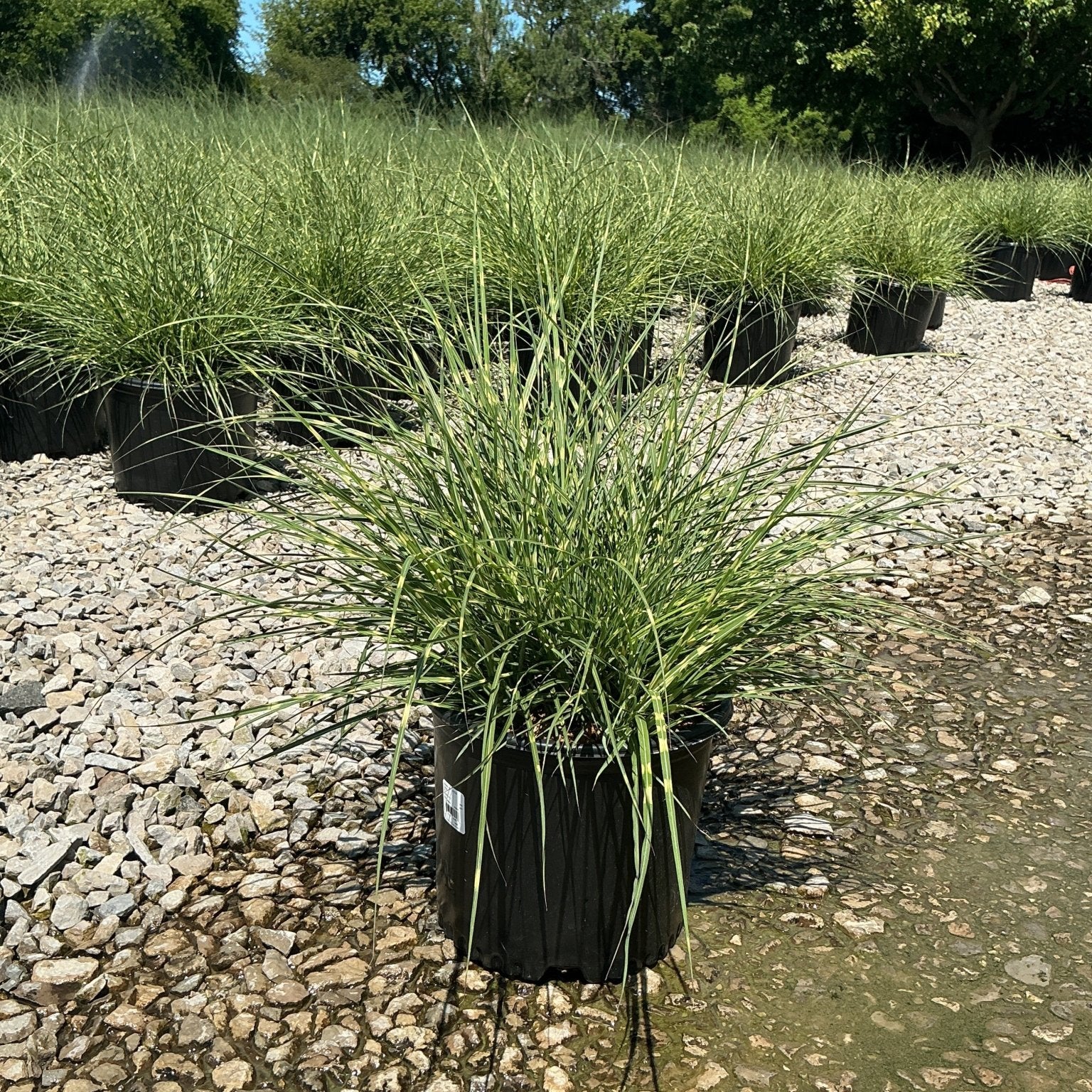 Little Zebra Maiden Grass in a #3 container displayed on a gravel nursery bed in full sun.