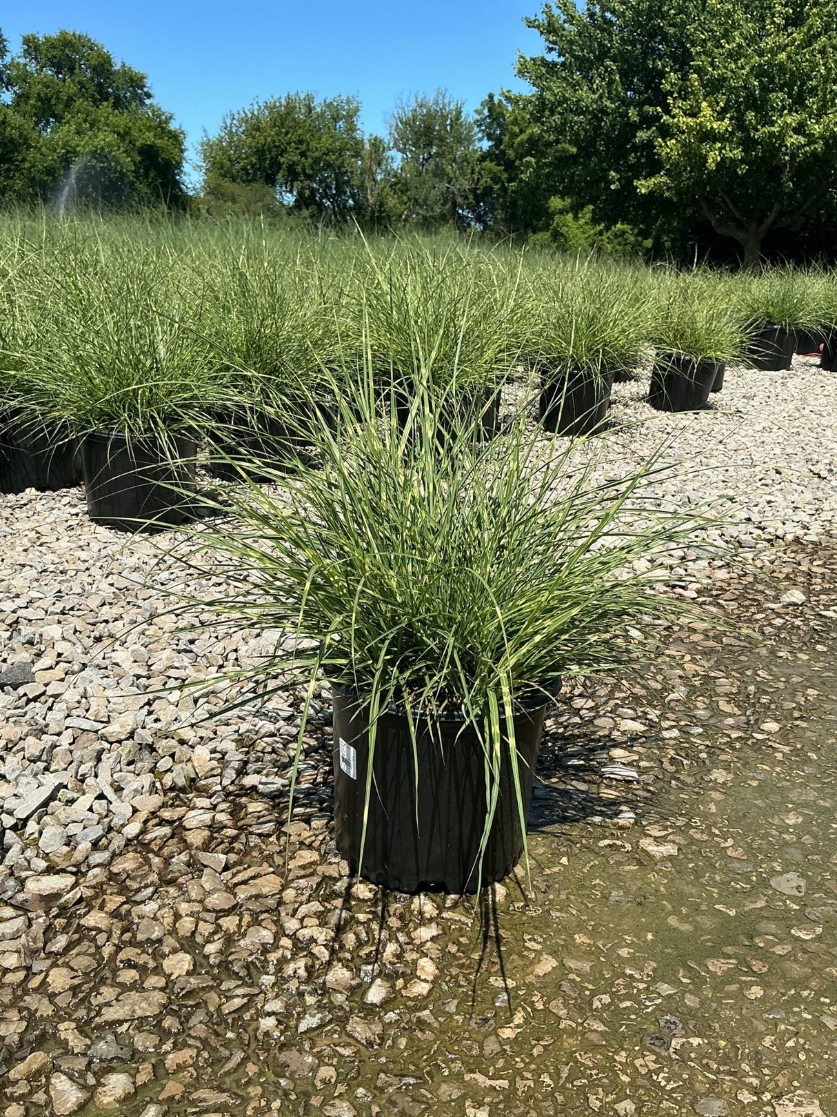 Little Zebra Maiden Grass in a #3 container displayed on a gravel nursery bed in full sun.