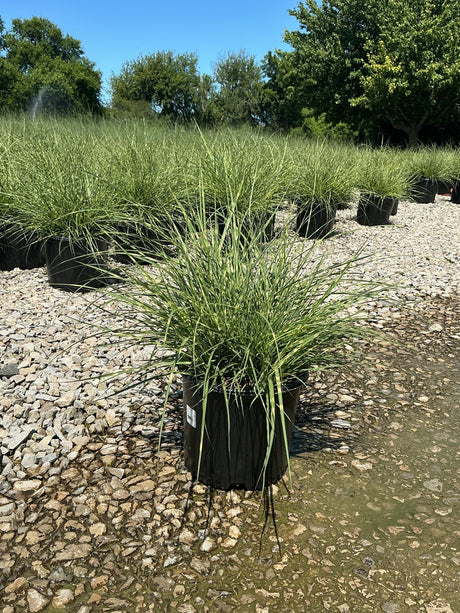 Little Zebra Maiden Grass in a #3 container displayed on a gravel nursery bed in full sun.