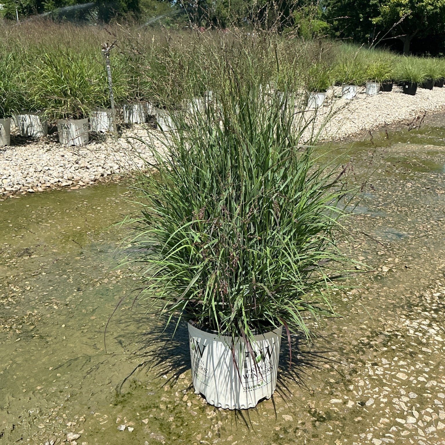 Prairie Winds Cheyenne Sky Red Switch Grass in a #3 container at a nursery, showing upright green foliage with airy reddish flower stalks.