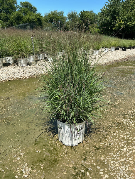 Prairie Winds Cheyenne Sky Red Switch Grass in a #3 container at a nursery, showing upright green foliage with airy reddish flower stalks.