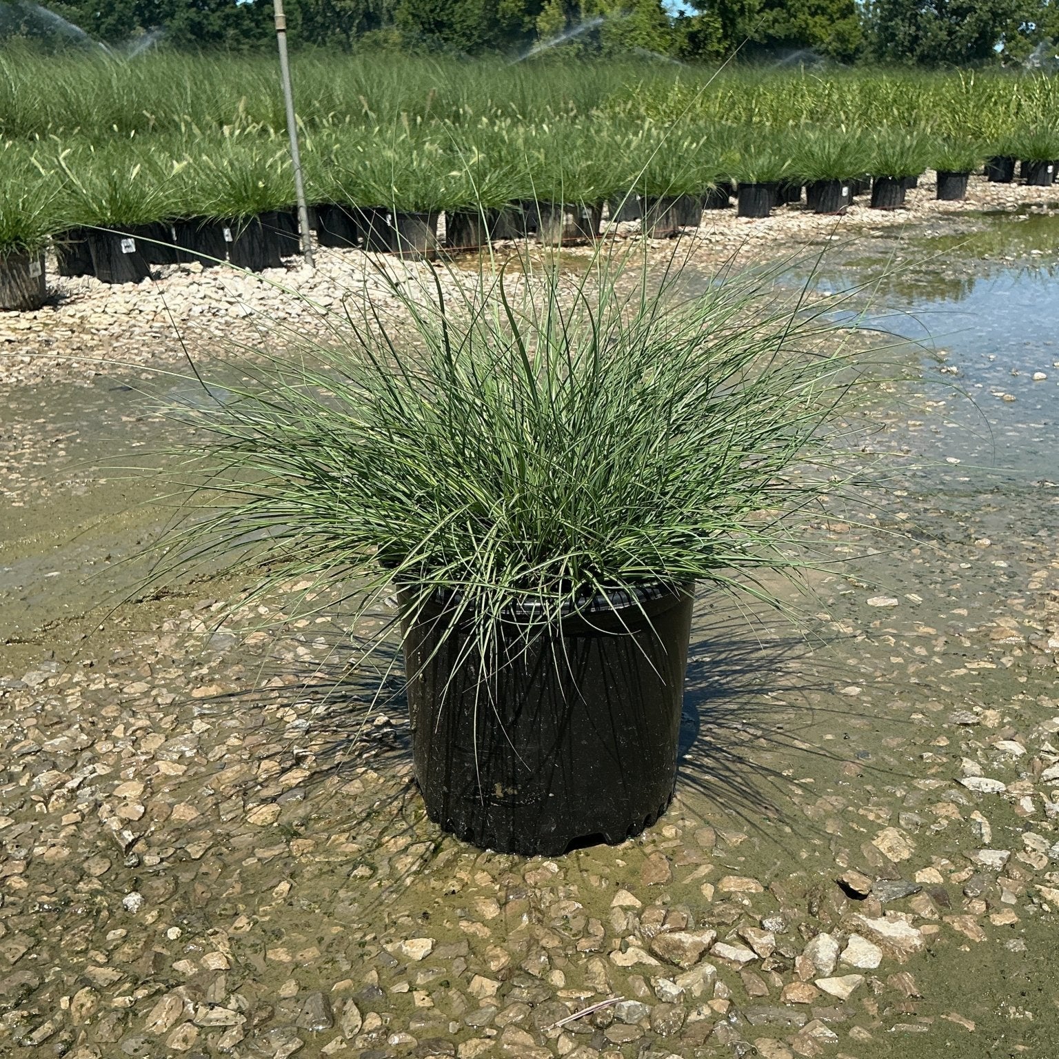 Adagio Maiden Grass in a #3 nursery container with fine-textured green foliage at a production nursery.