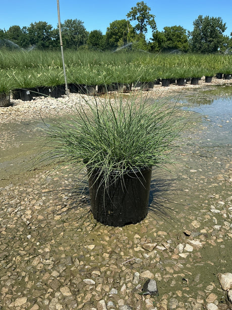 Adagio Maiden Grass in a #3 nursery container with fine-textured green foliage at a production nursery.