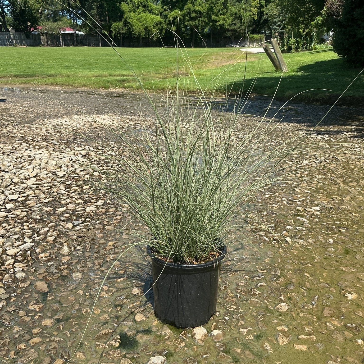 Morning Light Silver Grass in a #1 nursery container, showing its fine blue-green arching foliage on a gravel surface.