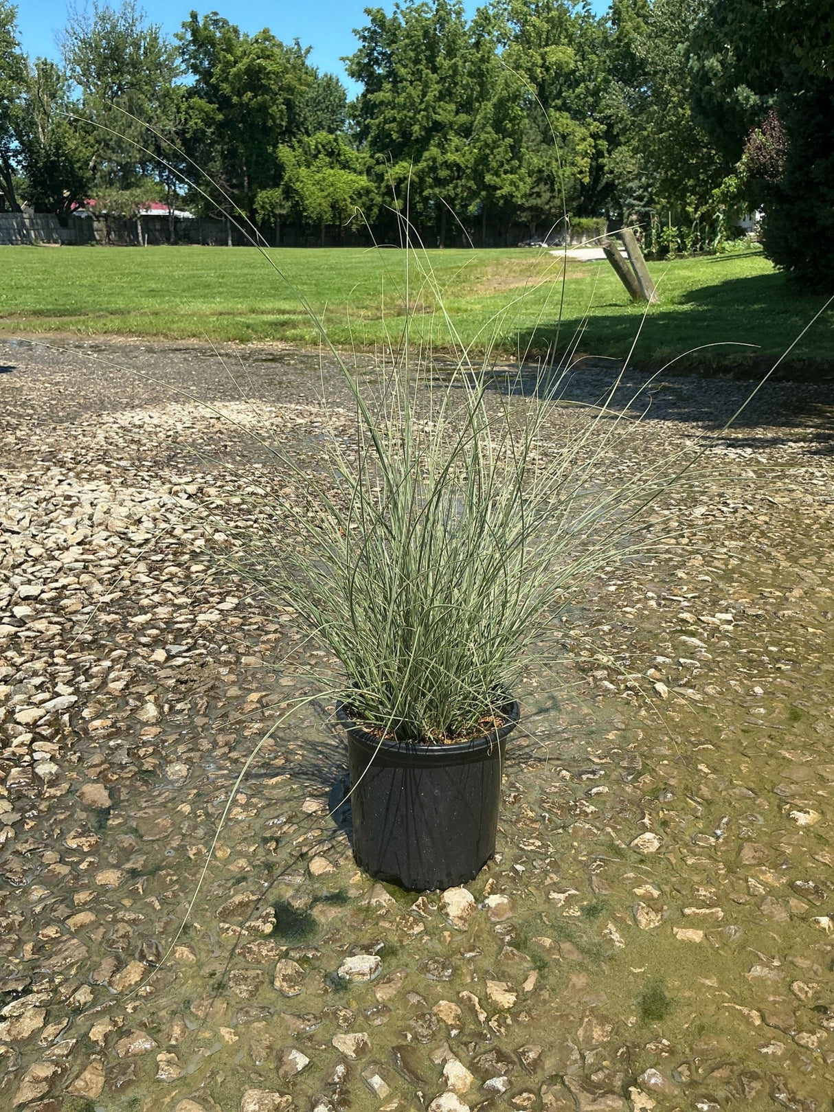 Morning Light Silver Grass in a #1 nursery container, showing its fine blue-green arching foliage on a gravel surface.