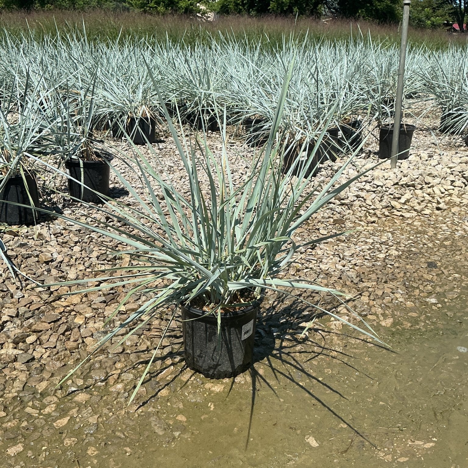 Blue Dune Lyme Grass in a nursery container showing silvery-blue spiky foliage radiating outward, surrounded by matching stock plants.