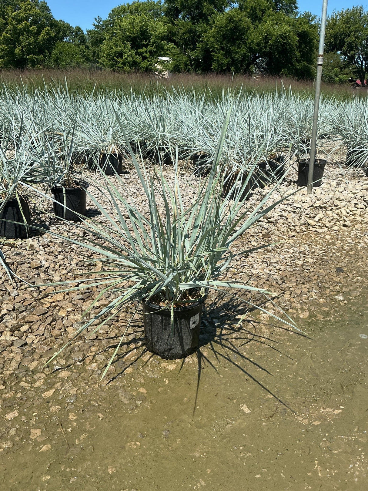 Blue Dune Lyme Grass in a nursery container showing silvery-blue spiky foliage radiating outward, surrounded by matching stock plants.