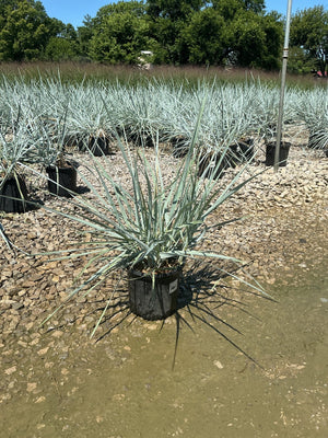 Blue Dune Lyme Grass in a nursery container showing silvery-blue spiky foliage radiating outward, surrounded by matching stock plants.