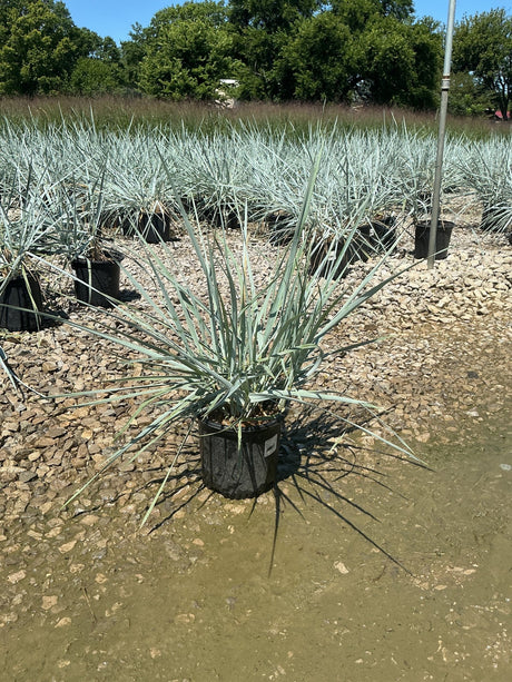 Blue Dune Lyme Grass in a nursery container showing silvery-blue spiky foliage radiating outward, surrounded by matching stock plants.
