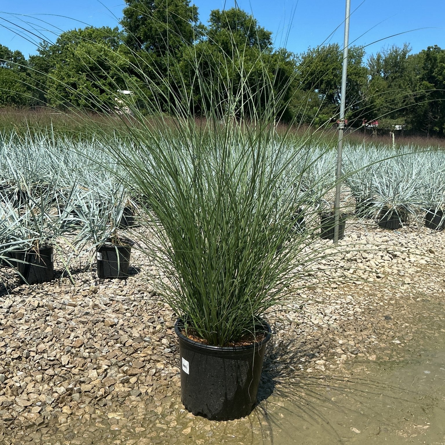 Miscanthus sinensis Gracillimus Maiden Grass in a #3 container at a nursery, showing tall arching green foliage.