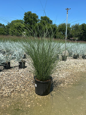 Miscanthus sinensis Gracillimus Maiden Grass in a #3 container at a nursery, showing tall arching green foliage.