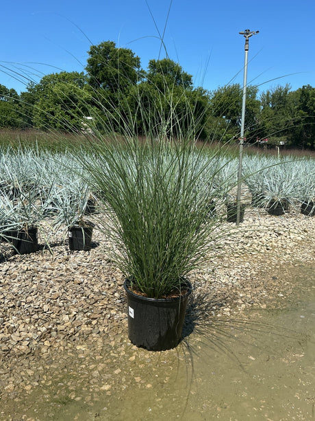 Miscanthus sinensis Gracillimus Maiden Grass in a #3 container at a nursery, showing tall arching green foliage.