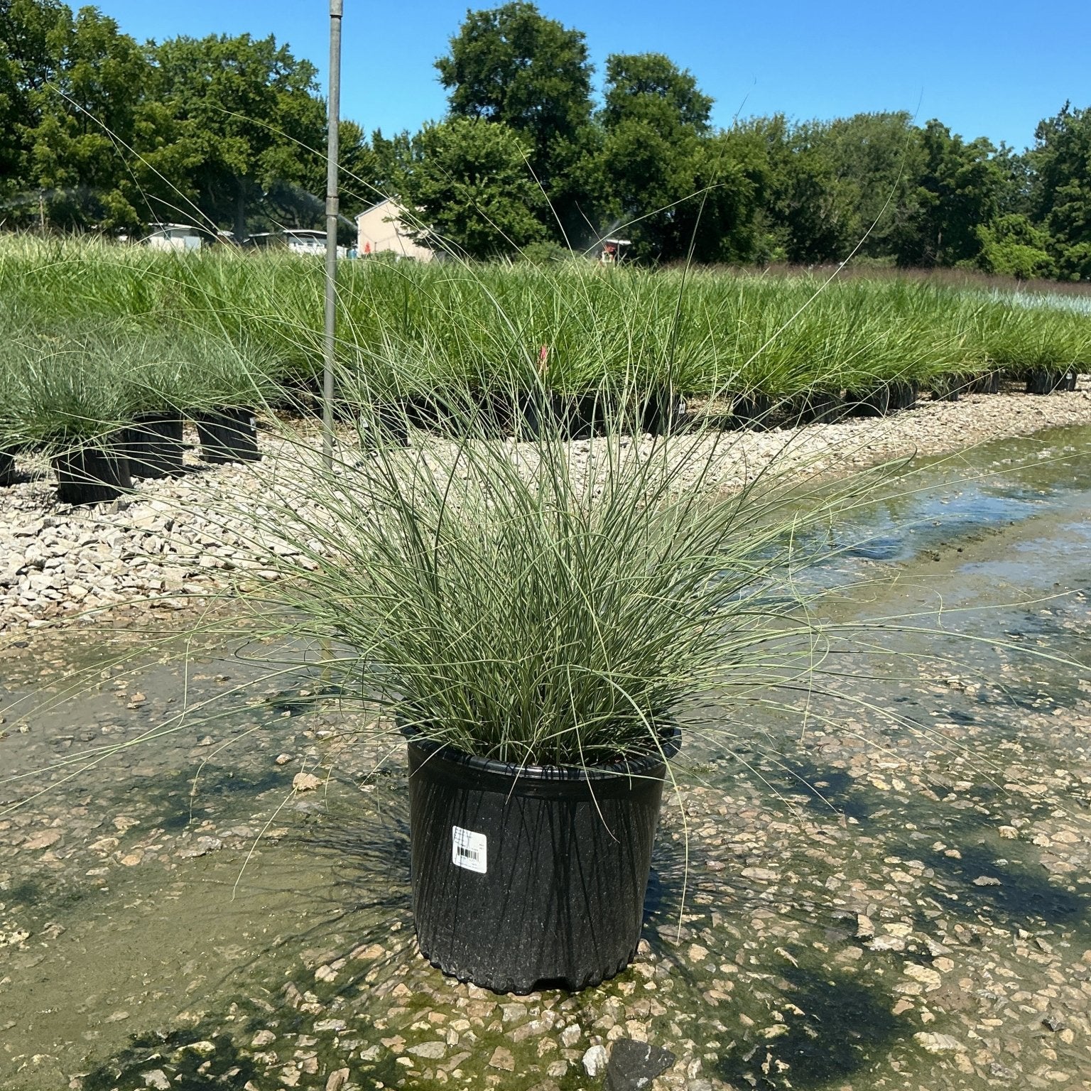 Morning Light Silver Grass in a #3 container displaying fine-textured, arching green and silver variegated foliage at a nursery.