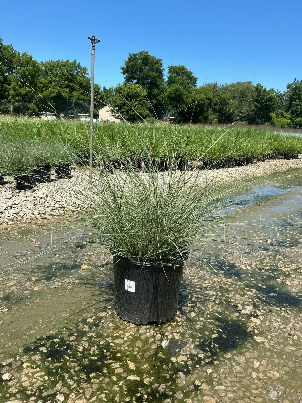 Morning Light Silver Grass in a #3 container displaying fine-textured, arching green and silver variegated foliage at a nursery.