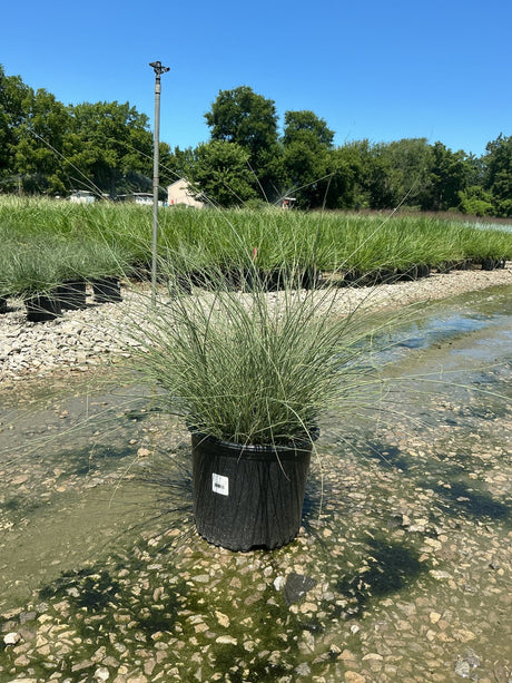 Morning Light Silver Grass in a #3 container displaying fine-textured, arching green and silver variegated foliage at a nursery.