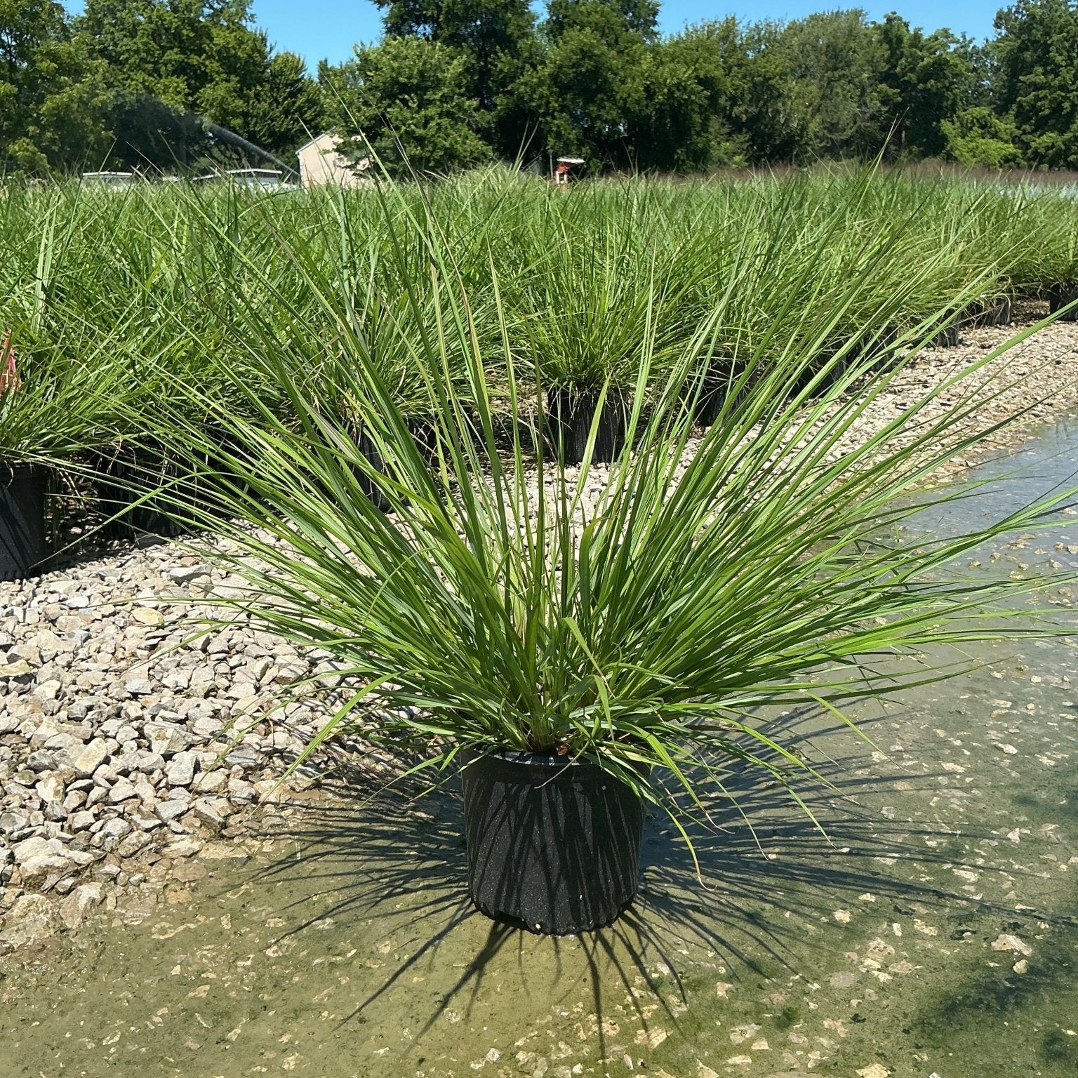 Redhead Fountain Grass in a black nursery container sitting in shallow water at a plant nursery on a sunny day.