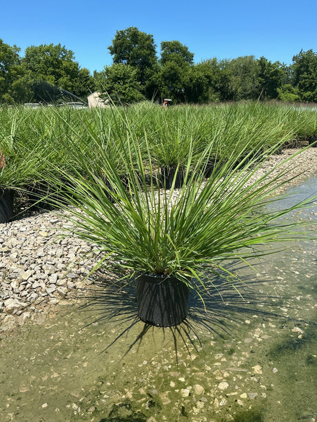 Redhead Fountain Grass in a black nursery container sitting in shallow water at a plant nursery on a sunny day.