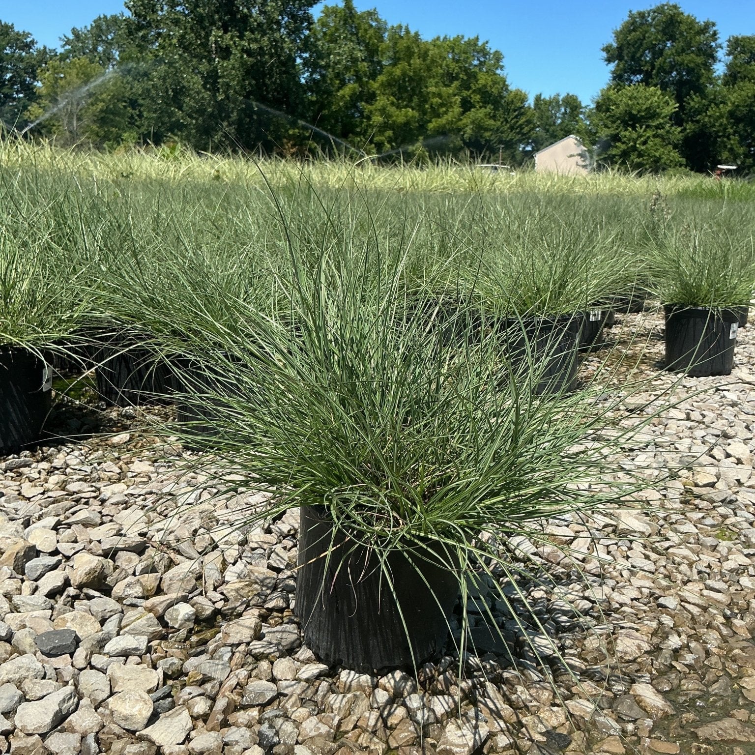 Adagio Maiden Grass in a black nursery container sits on gravel at a garden center, showing its fine-textured mounding foliage.