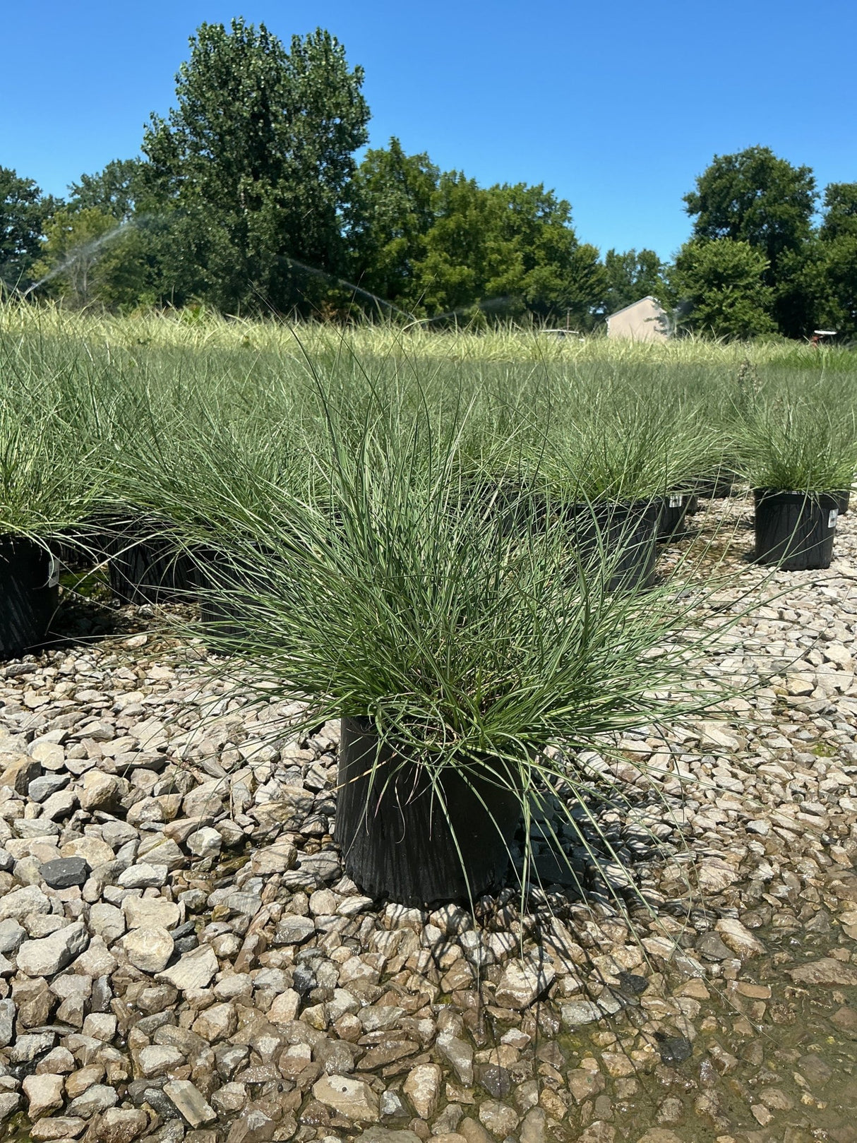 Adagio Maiden Grass in a black nursery container sits on gravel at a garden center, showing its fine-textured mounding foliage.