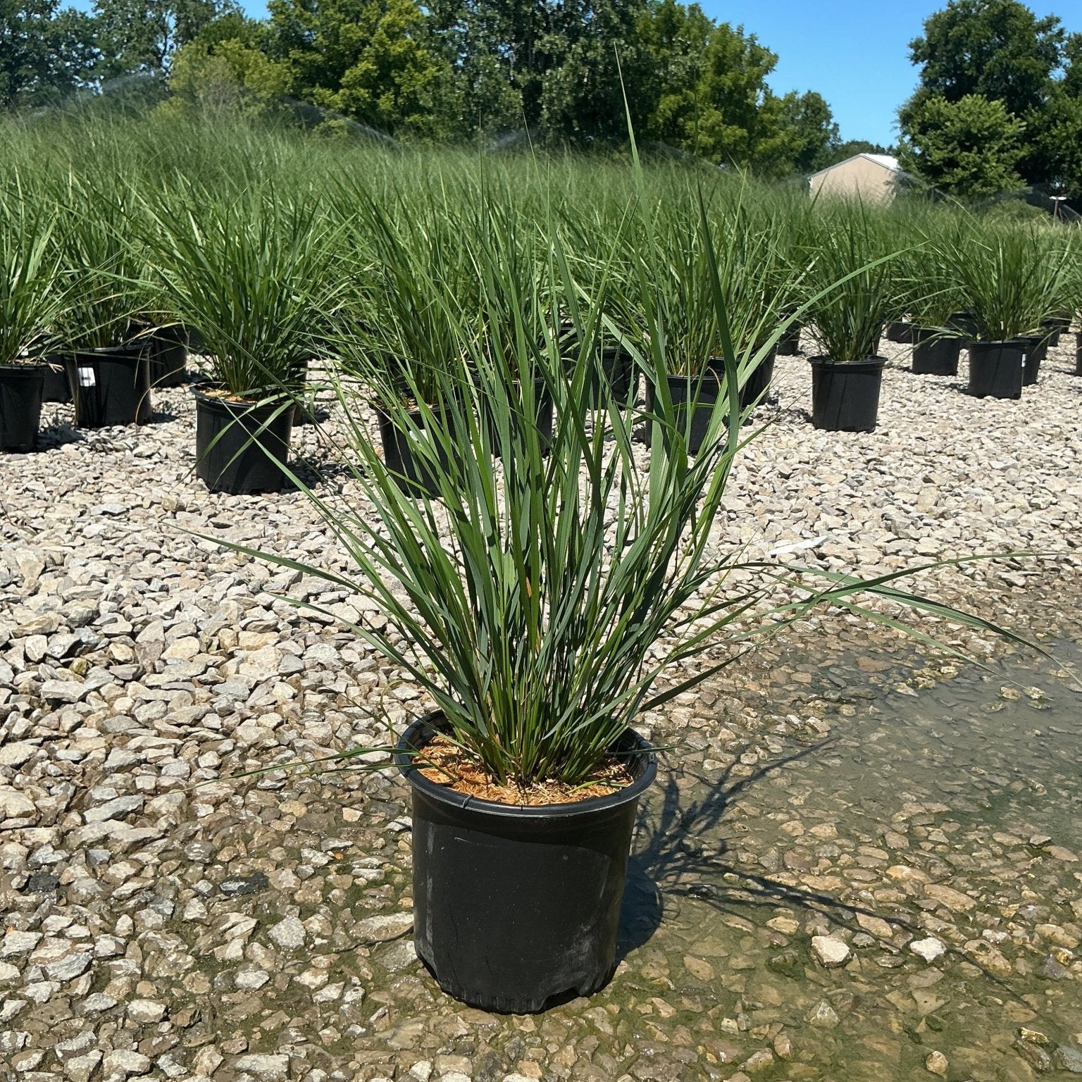 Karl Foerster Feather Reed Grass in a #1 black nursery container displayed on a gravel surface at a plant nursery.