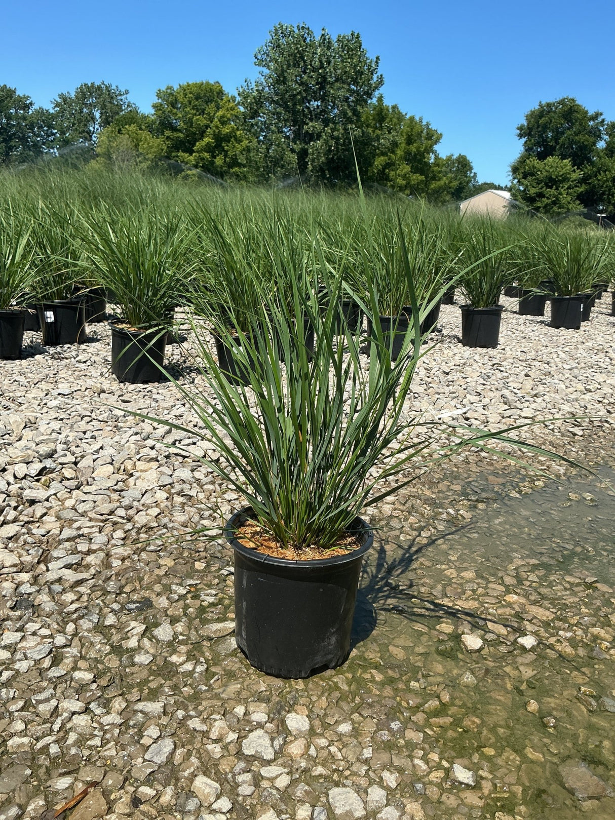 Karl Foerster Feather Reed Grass in a #1 black nursery container displayed on a gravel surface at a plant nursery.