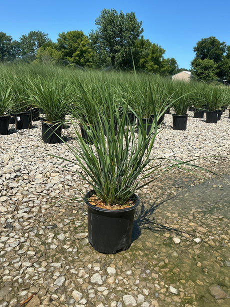 Karl Foerster Feather Reed Grass in a #1 black nursery container displayed on a gravel surface at a plant nursery.