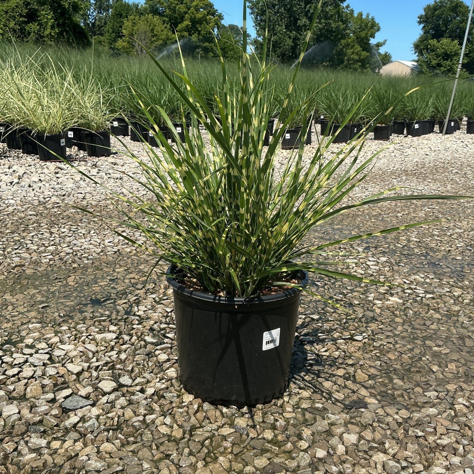 Porcupine Grass Miscanthus sinensis Strictus in a #3 nursery container, showing upright green blades with yellow banding.