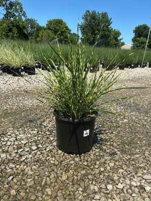 Porcupine Grass Miscanthus sinensis Strictus in a #3 nursery container, showing upright green blades with yellow banding.