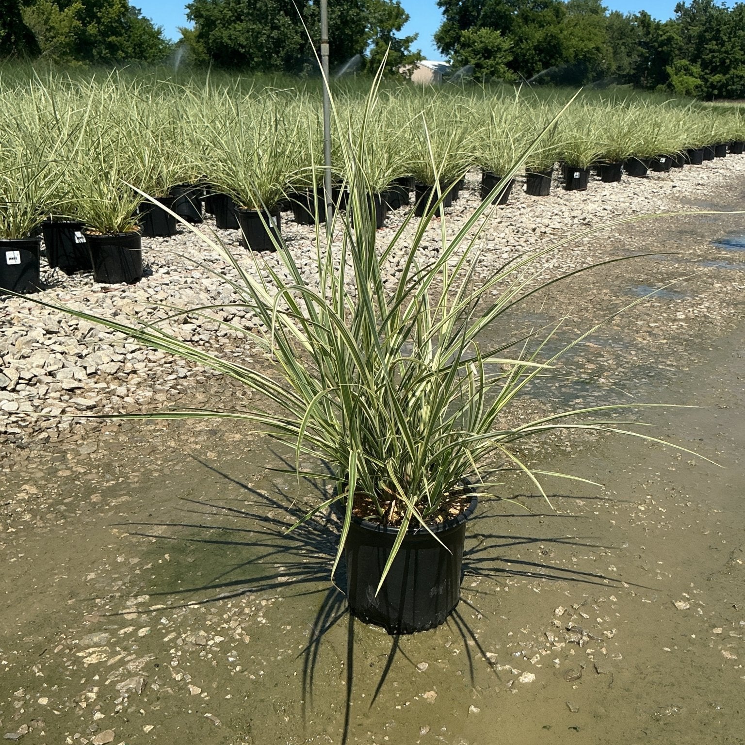 Variegated Japanese Silver Grass in a black nursery container at a plant production facility, showing cream-edged green blades.
